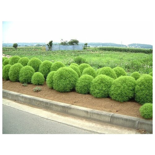 ������ ������ ����� ���������, ������ ����