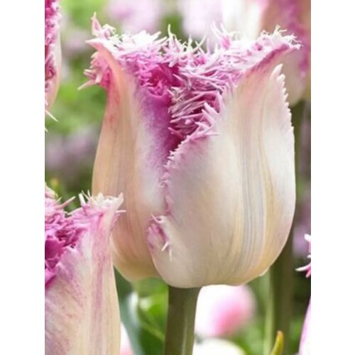 ������ ������ �������� ������� ������������ ������ - 10 ��. ����