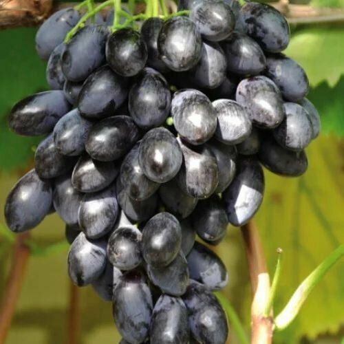 ������ ������ �������� ���� ����� (2 ��) ����