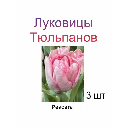 ������ ������ �������� �������� Pescara ( 3 ��) ����