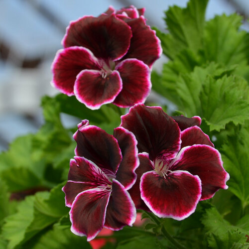 ������ ������ ������ ���������� ����������� ������ ���� ����� 4 �� (1 �������� (O)) ����