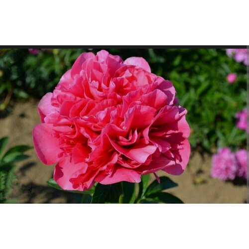 ������ ������ ���� ������� ��������� ���� (Glowing Raspberry Rose) ����