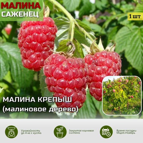 ������ ������ ��������� ������ ������ ������� ��� ����