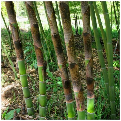 ������ ������ ������ ������ ������ ���� ������������� 30 ��. ����