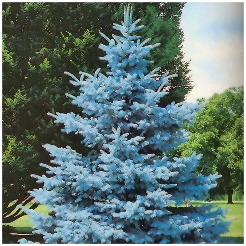 ������ ������ ������ ������ ������� ��� 30 ��. ����