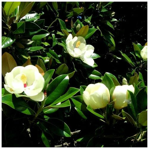 ������ ������ ������ ������ �������� ����������� 5 ��. ����