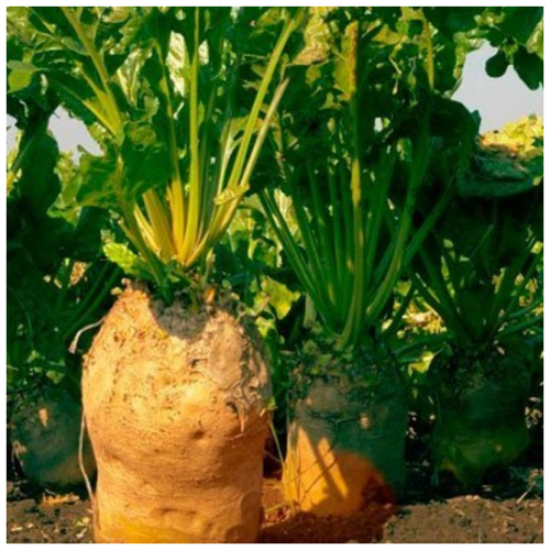 ������ ������ ������ ������ ������ �������� ����� ���� 500 ��. ����