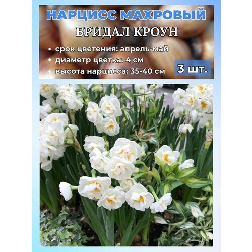 ������ ������ ������� ��������. �������� 3 ����� ����