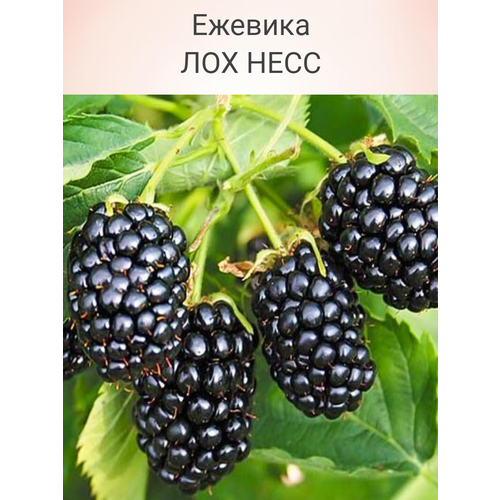 ������ ������ ������� ��������� ��� ���� ����