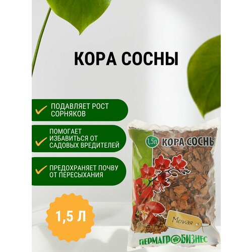 ������ ������ ���� ����� ������� 1,5 � ����