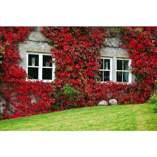 ������ ������ ������� �������� ������ 50 ��. + ������� ����