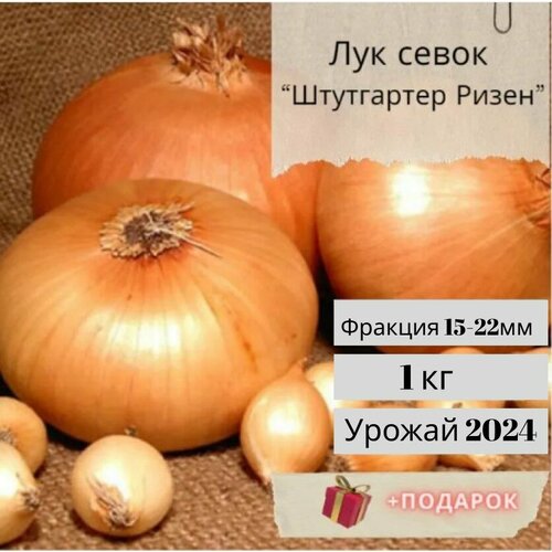 ������ ������ ����� ������ 