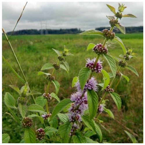 ������ ������ ������ ������ ���� ������� 30 ��. ����