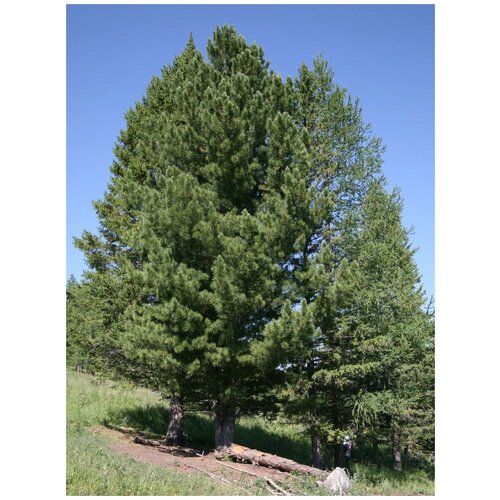 ������ ������ ������ ���� ��������� (Pinus sibirica), 30 ���� ����