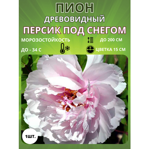 ������ ������ ���� ������ ��� ������ 1 ��. ����