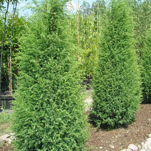 ������ ������ ������������ ������������ ������� (Belgium Plants Van. (�������)), 1 ������� � ������ 15-20 �� ����