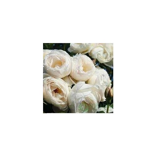 ������ ������ ���� ��������� ��� ���� 2�� ����