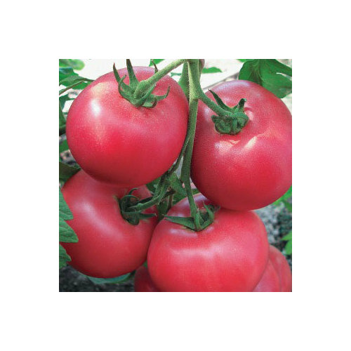 ������ ������ ������ ������� ������ F1 (0,05 ��.) ����