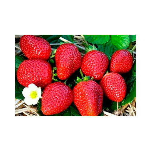 ������ ������ ������ ��������� ������� ������� F1 (������) 15 ��. ����