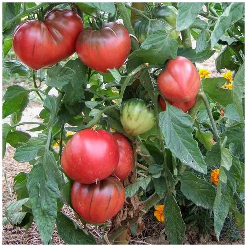 ������ ������ ������ ������ ����� ׸���� ������ ����� 10 ��. ����