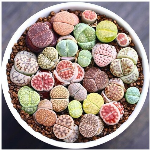 ������ ������ ������ ������ ��������� ������ Lithops mix 10 ��. ����