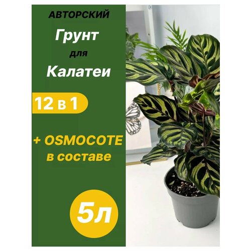 ������ ������ ����� ��� ������� 5� ������� ����