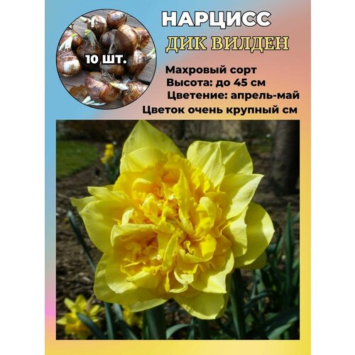 ������ ������ ������� ��������, ����������� ���������� �����, 10 ��. ����