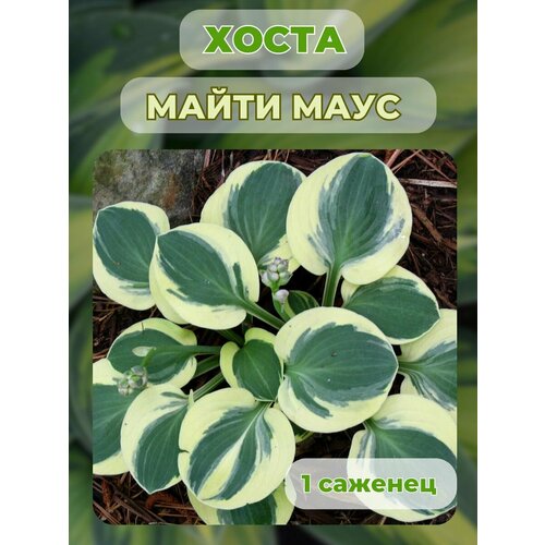 ������ ������ ����� �������, ����� ��������� 1 ����� ����