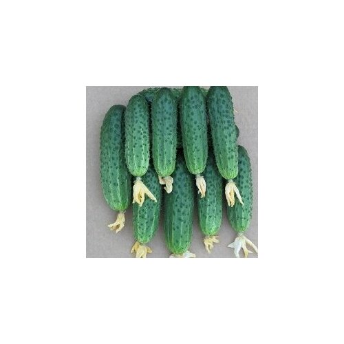 ������ ������ ������ ������ �������� F1 10�� ������������������ ������ (����time) ����