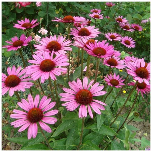 ������ ������ ������ ������ �������� ��������� 50 ��. ����