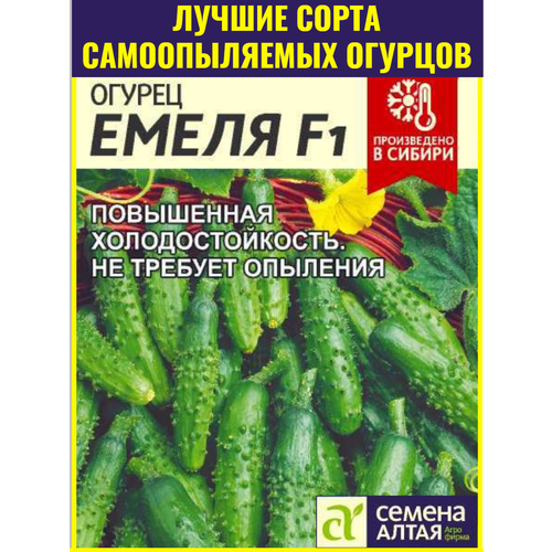 ������ ������ ������ ������������� ������� ����� F1 - 5 ��. ������ ������������� ������ ��� ������ ����