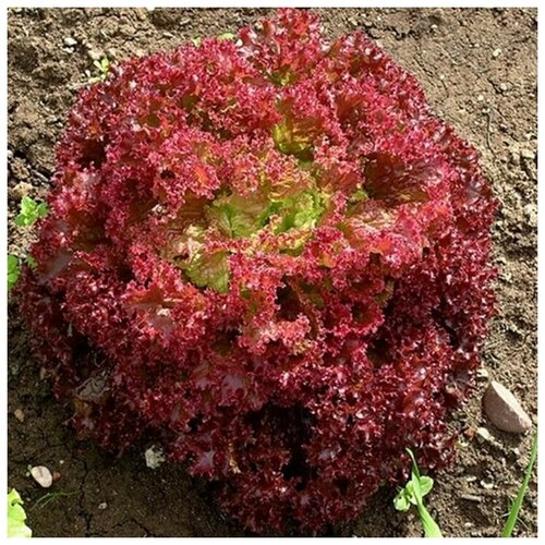 ������ ������ ������ ������ ����� ����� ����� 100 ��. ����