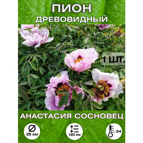 ������ ������ ���� ��������� ��������, ��������� ����