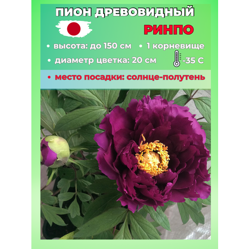 ������ ������ ���� ����������� �����, ������� 1 ����� ����