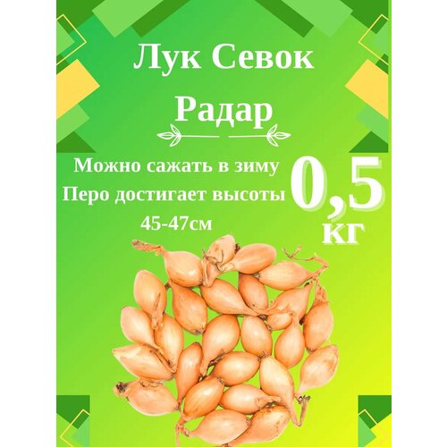 ������ ������ ��� ����� ���� 