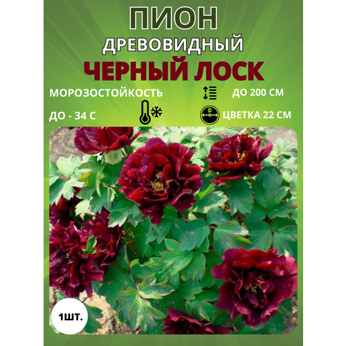 ������ ������ ���� ������ ���� 1 ��. ����