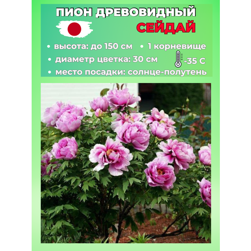 ������ ������ ���� ����������� ������, ������� 1 ����� ����