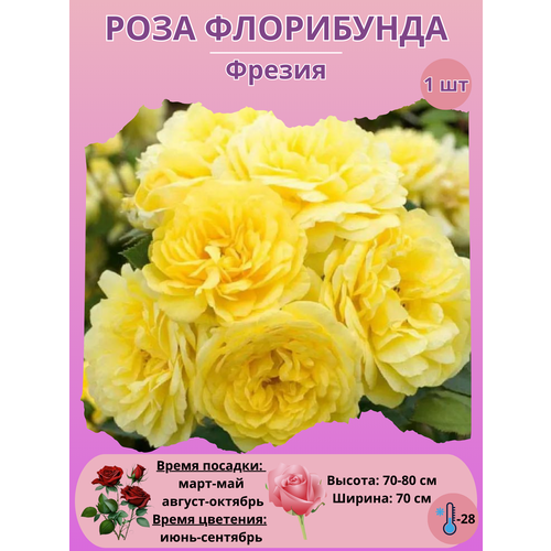 ������ ������ ���� ���������� ������, ����������� ����� ��� ���� ����