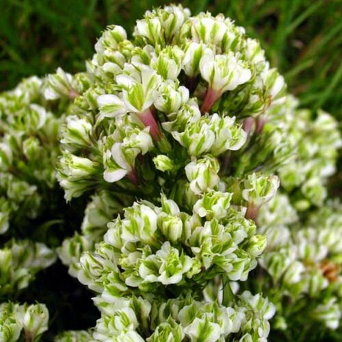 ������ ������ ������ ����� ����������� ��� ������� 0,1 � (1 ��������) ����