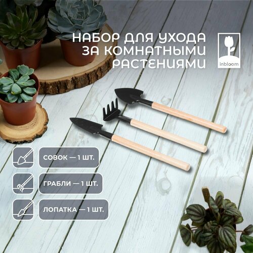 ������ ������ ����� ��� ����� �� ���������� ���������� INBLOOM ����