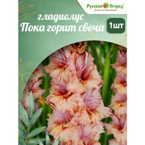 ������ ������ ��������� ���� ����� ����� ����