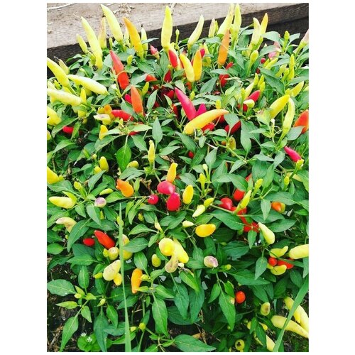 ������ ������ ������ ������ ����� Basket of fire (������� ����), 5 ���� ����