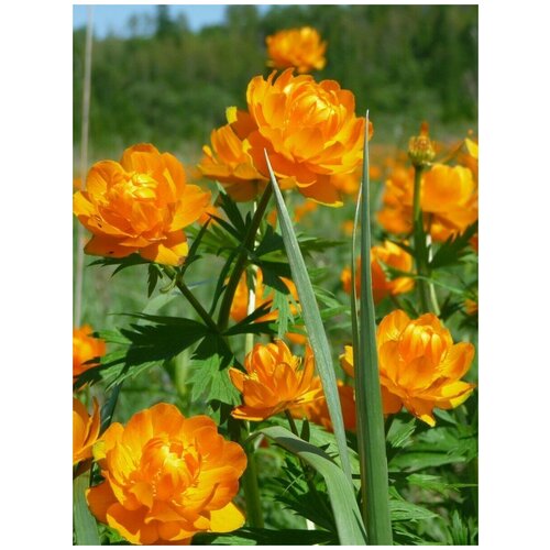 ������ ������ ������ ���������� ��������� (Trollius asiaticus), 30 ���� ����