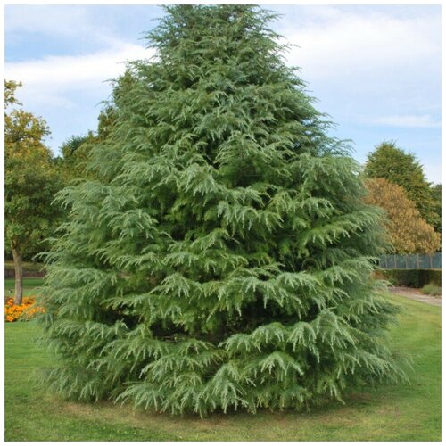 ������ ������ ������ ������ ���� ����������� ������ 20 ��. ����