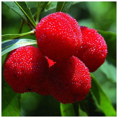 ������ ������ ���������� ������� (MYRICA RUBRA), ������ 10 ��. ����