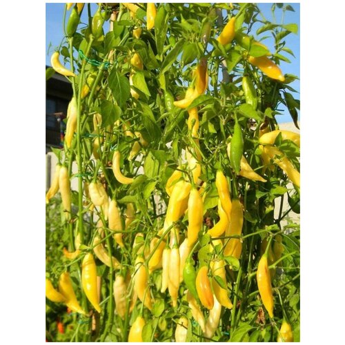 ������ ������ ������ ������ ����� Aji pineapple (���� ������), 5 ���� ����