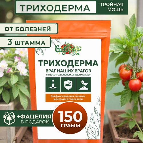 ������ ������ ���������� 3 ������, 150� ����