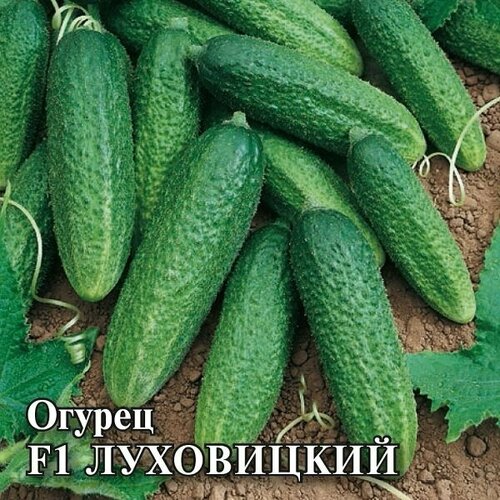 ������ ������ ������ ������ ���������� F1, 100��, ������, ���������� �������� ����