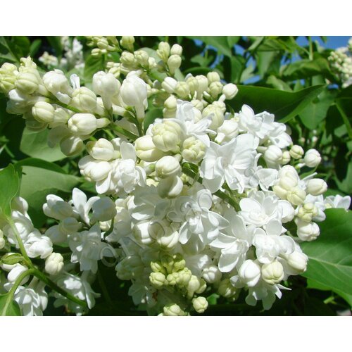 ������ ������ ������� ������ ������������ ����� �'��� ( 3 ���� , �5 , 120-140 �� (�����) ) ����