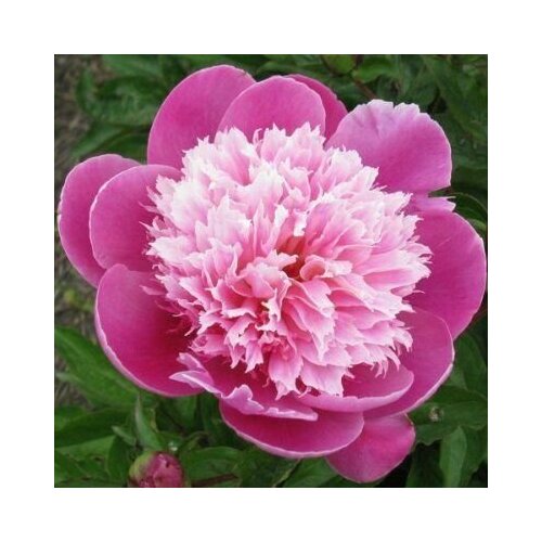 ������ ������ ���� �������� / ������ ����� ����